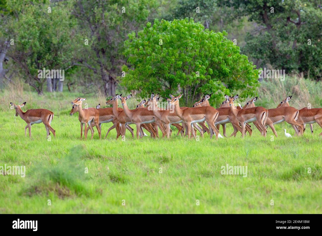 Impala (Aepyceros melampus). Mandria di femmine, Botswana. Foto Stock