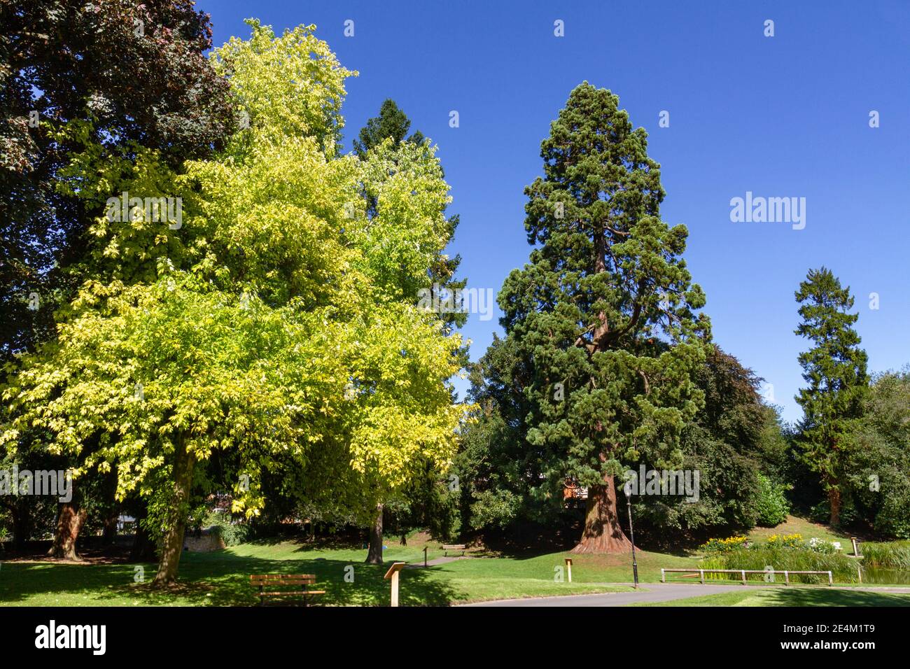 L'albero di sequoie gigante, piantato dalla famiglia Rothschild nel 1856, Tring Memorial Gardens, Tring, Hertfordshire, Regno Unito. Foto Stock