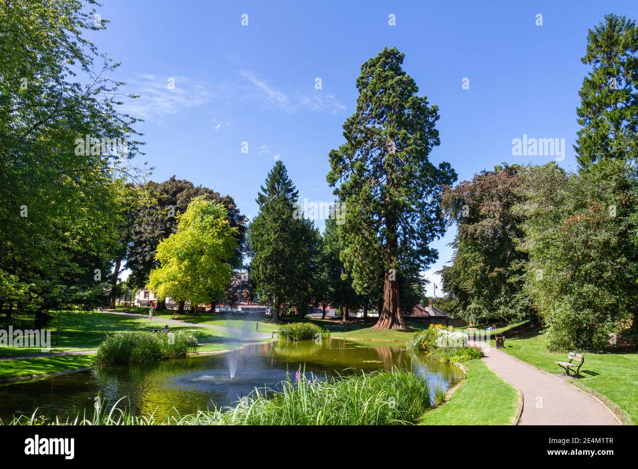 L'albero di sequoie gigante, piantato dalla famiglia Rothschild nel 1856, Tring Memorial Gardens, Tring, Hertfordshire, Regno Unito. Foto Stock