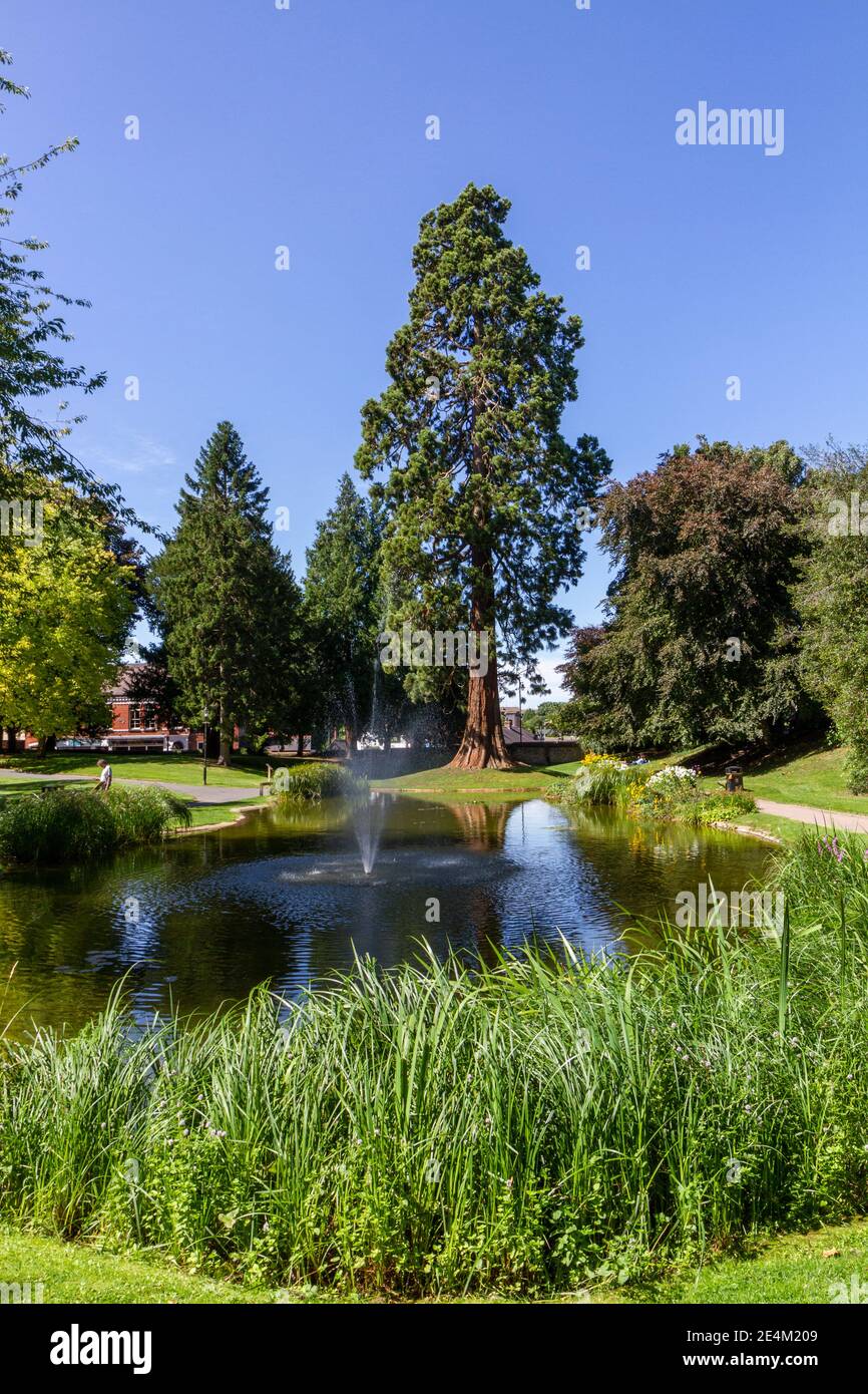 L'albero di sequoie gigante, piantato dalla famiglia Rothschild nel 1856, Tring Memorial Gardens, Tring, Hertfordshire, Regno Unito. Foto Stock