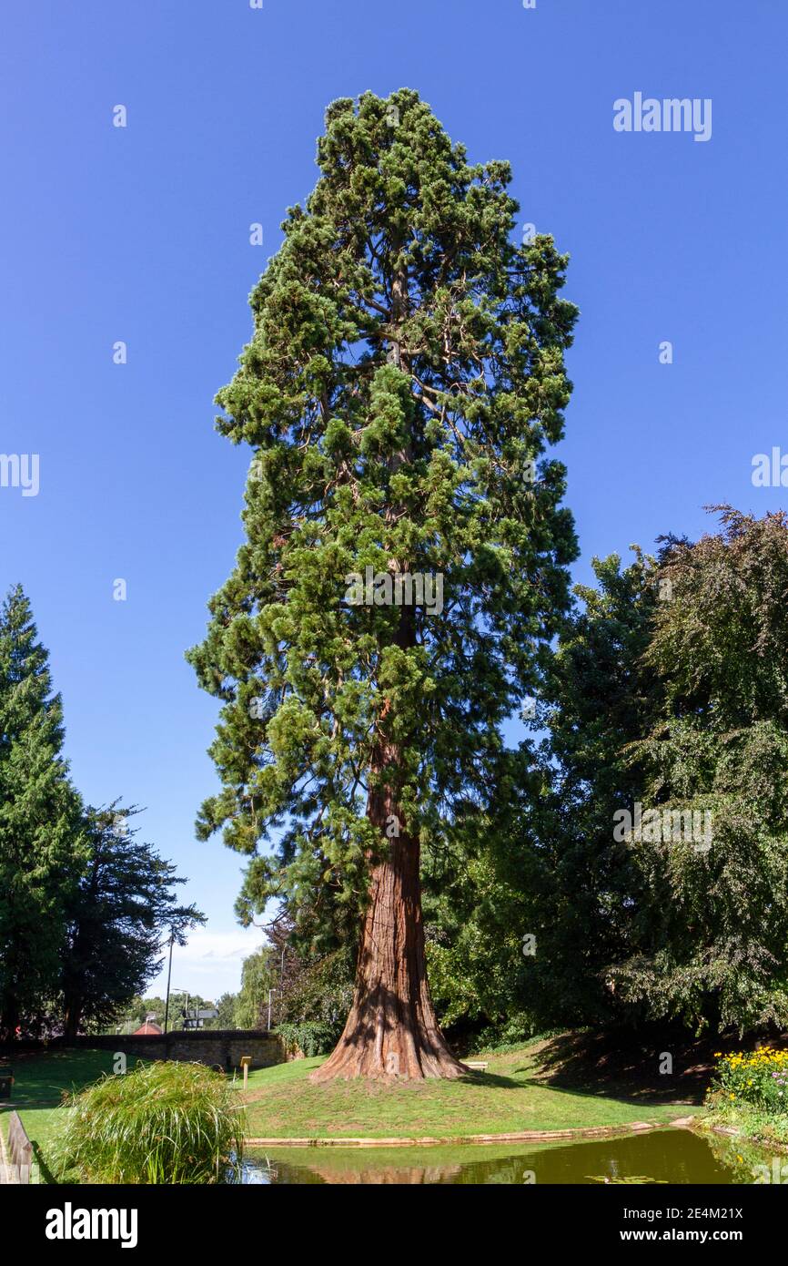 L'albero di sequoie gigante, piantato dalla famiglia Rothschild nel 1856, Tring Memorial Gardens, Tring, Hertfordshire, Regno Unito. Foto Stock
