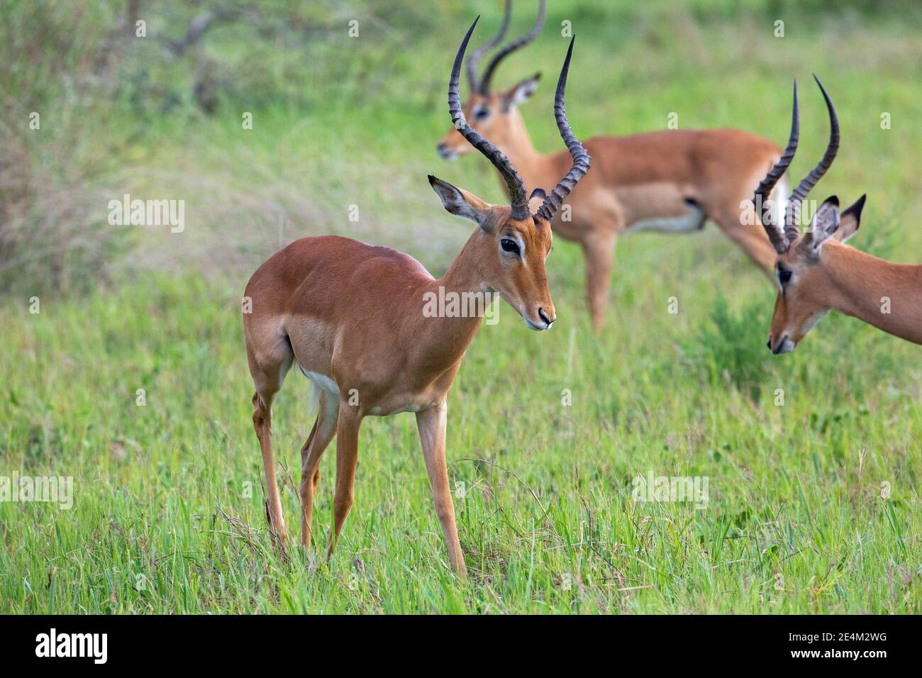 Impala (Aepyceros melampus). Un maschio che si avvicina ad un altro in posa sicura. Angolo del collo della testa indicativo della predominanza stabilita su un altro all'interno della mandria. Foto Stock