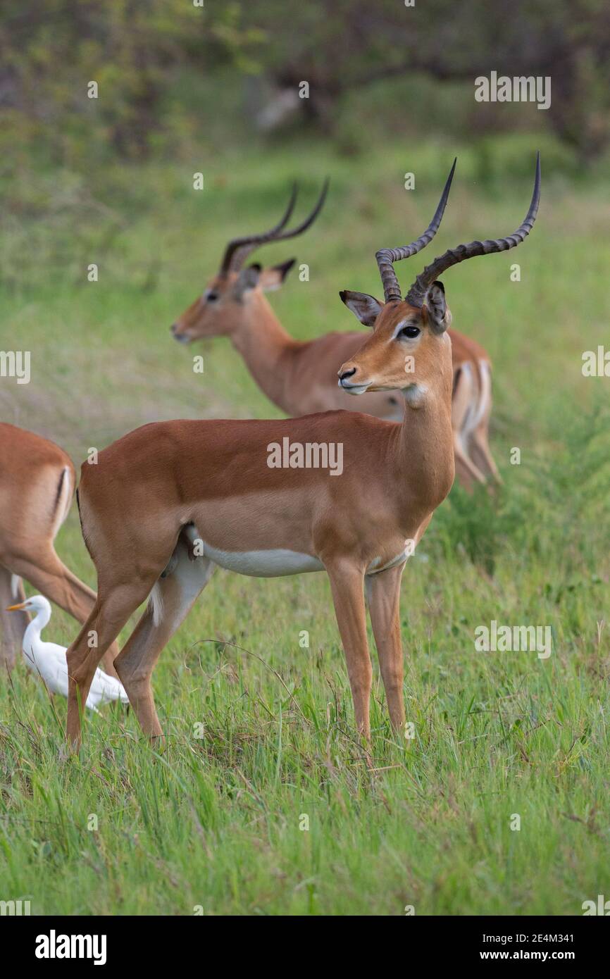 Impala (Aepyceros melampus). Corno maschile, in piedi, guardando sopra la spalla, tutti i sensi attenti consapevoli, atteggiamento cautelare. Vegetazione verde, Botswana. Foto Stock