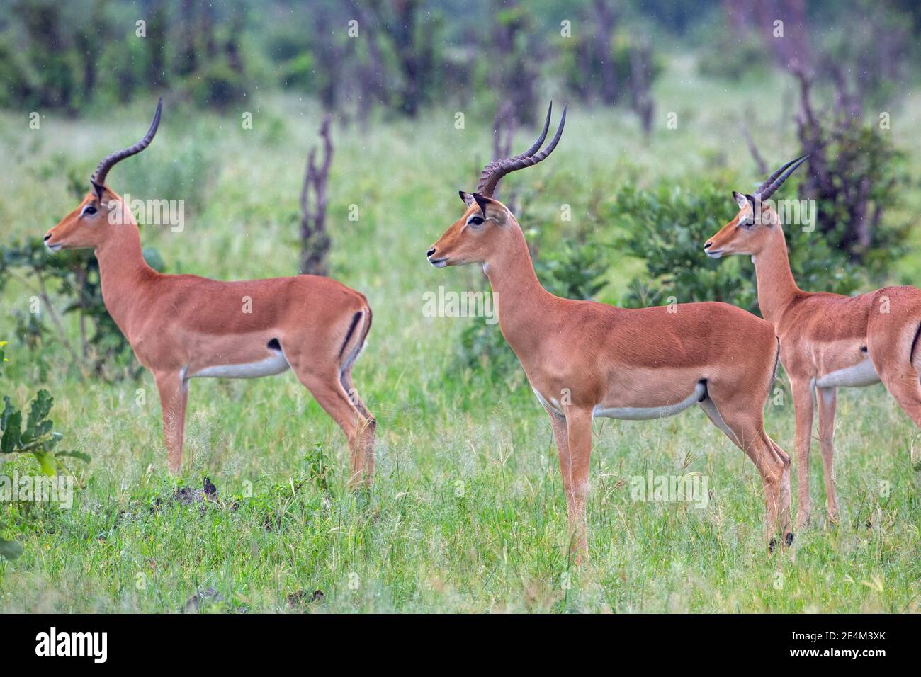 Impala (Aepyceros melampus). Tre maschi di diverse età, in piedi di profilo, all'attenzione. Rileva una direzione focalizzata. Il linguaggio del corpo dice tutto. Foto Stock