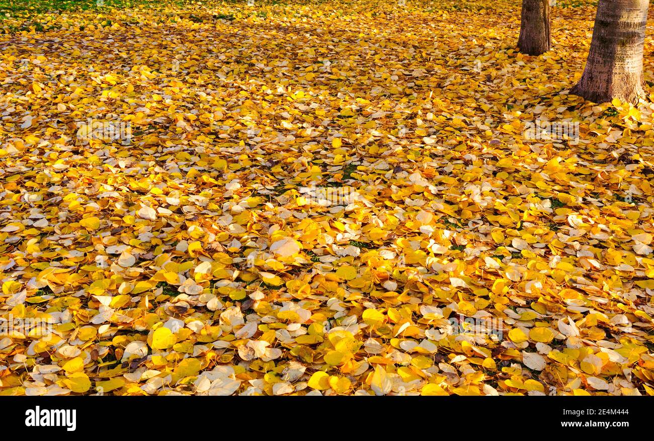 Foglie d'autunno sul sole e alberi sfocati. Autunno sfondo. Foto Stock