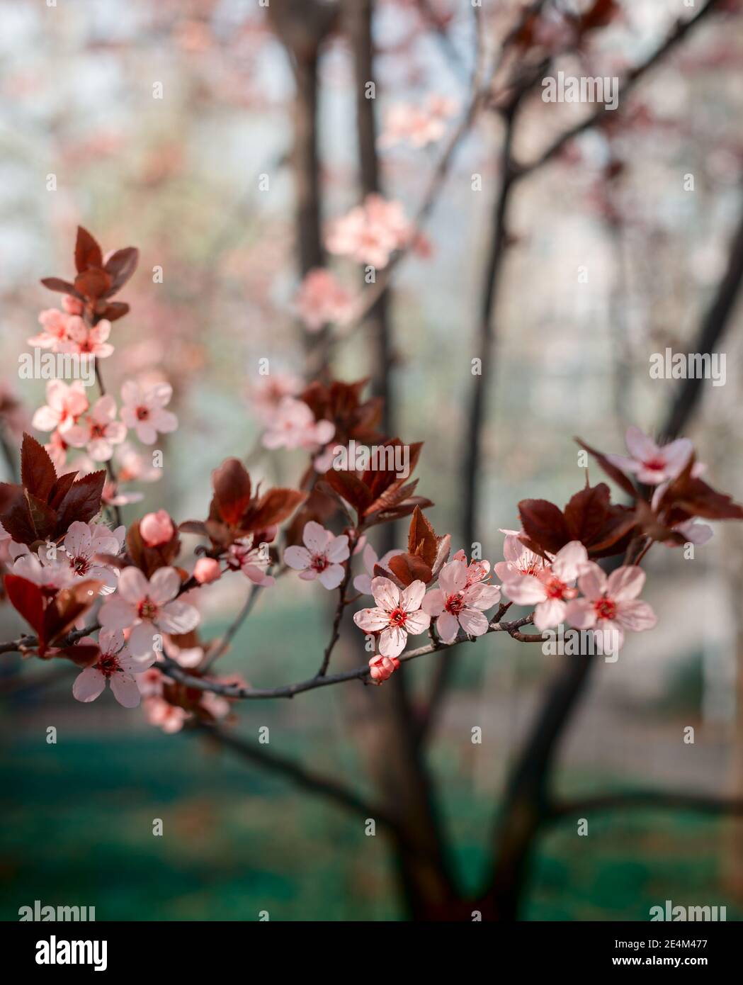 Bella prugna di ciliegia rosa, Prunus Cerasifera Nigra, fiorente all'inizio della primavera. Albero decorativo di disegno di paesaggio. Foto Stock