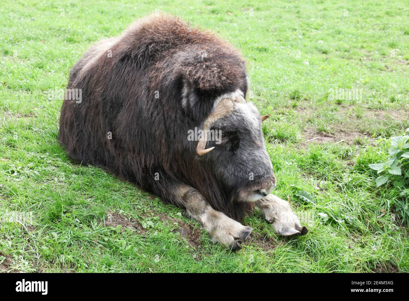 Muskox in un campo Foto Stock