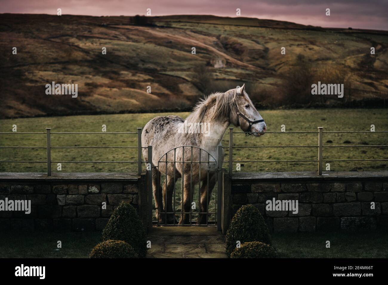 Cavallo a un cancello in un bellissimo paesaggio Foto Stock
