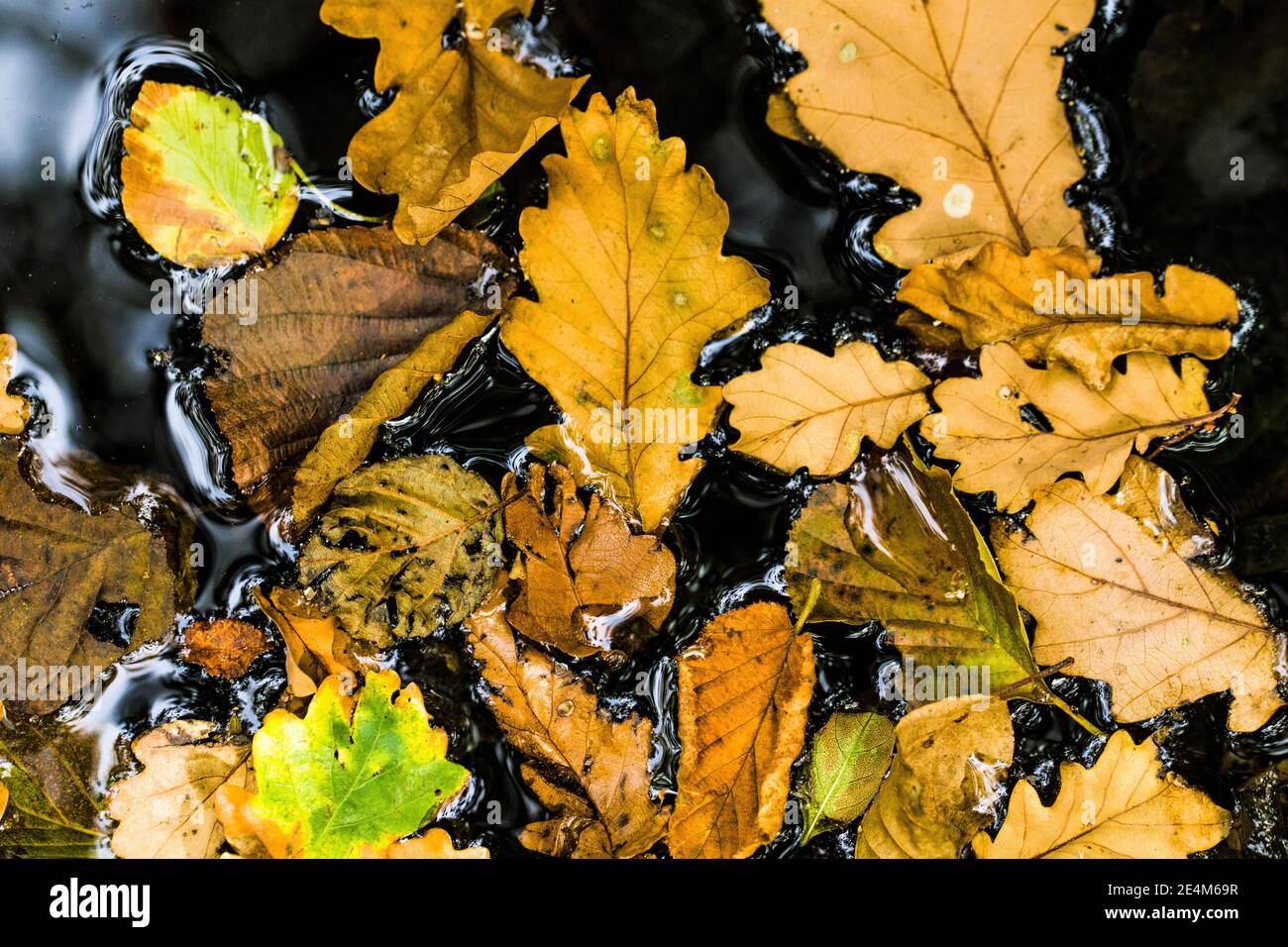 Foglie d'autunno che formano un modello in un laghetto boscoso Foto Stock