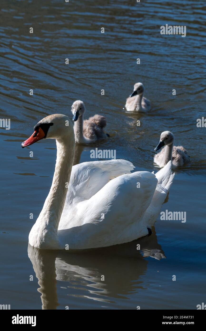 Famiglia di cigni muti, Cygnus olor, nuoto in uno stagno Foto Stock