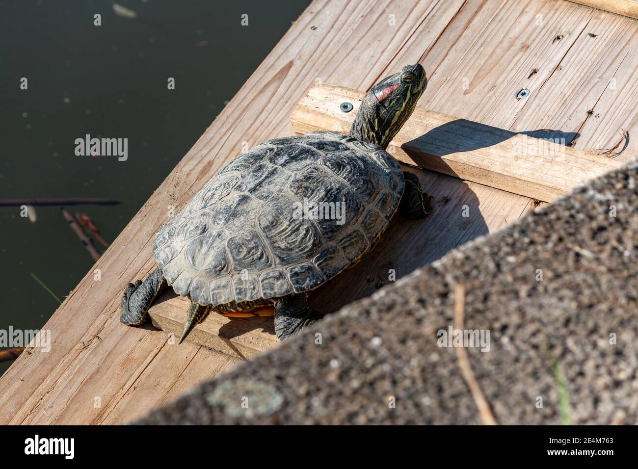 Tartaruga slider rossa, Trachemys scripta elegans, prendere il sole su una rampa di legno per un laghetto artificiale a Engelbecken Park, Berlino, Germania. Foto Stock