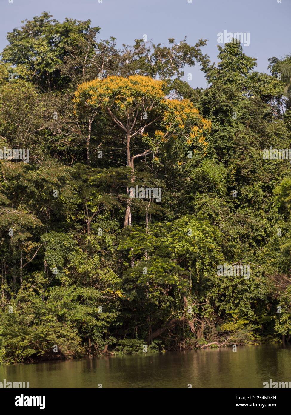 Muro di verde foresta tropicale e l'albero con fiori gialli sul bordo della laguna nella giungla amazzonica, inferno verde dell'Amazzonia. Selva sul bord Foto Stock