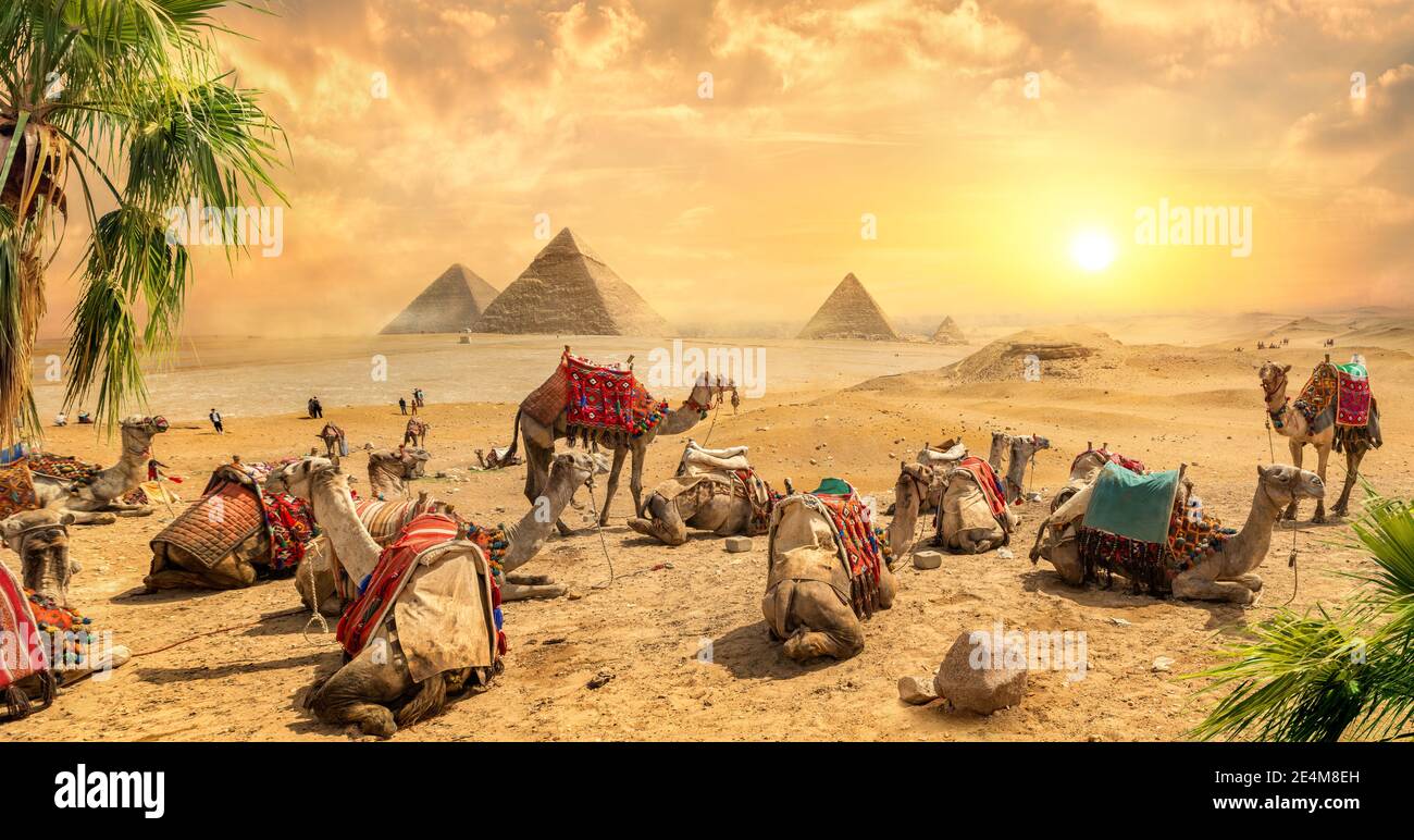 I cammelli riposano vicino alle piramidi di rovine dell'Egitto Foto Stock