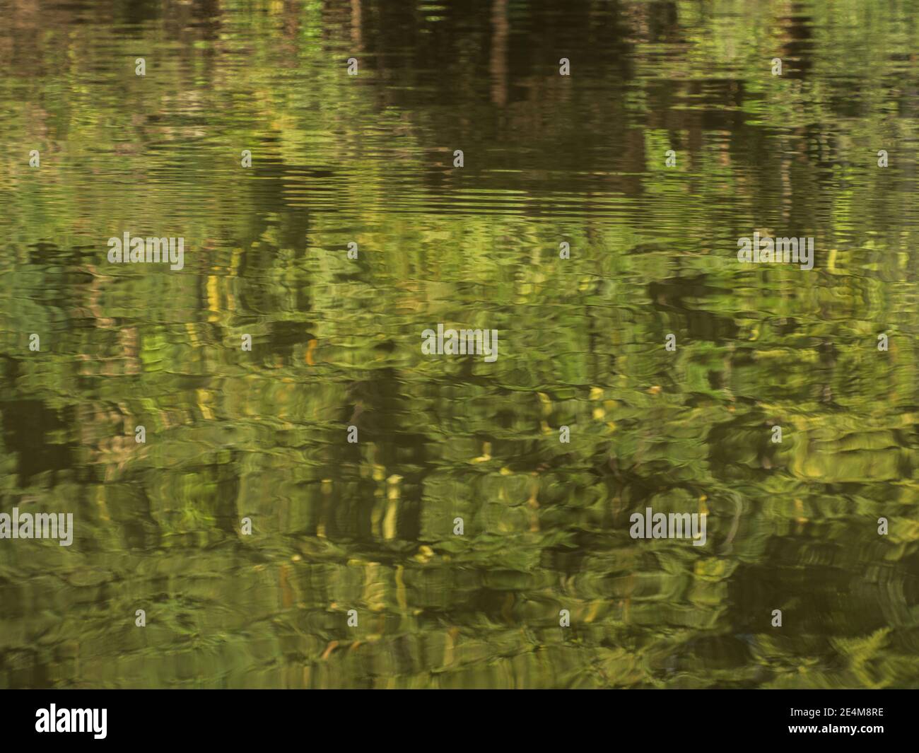 Sfondo. Riflesso del muro di una verde foresta pluviale in una laguna nella foresta amazzonica, l'inferno verde dell'Amazzonia. Selva sul confine di Fr Foto Stock