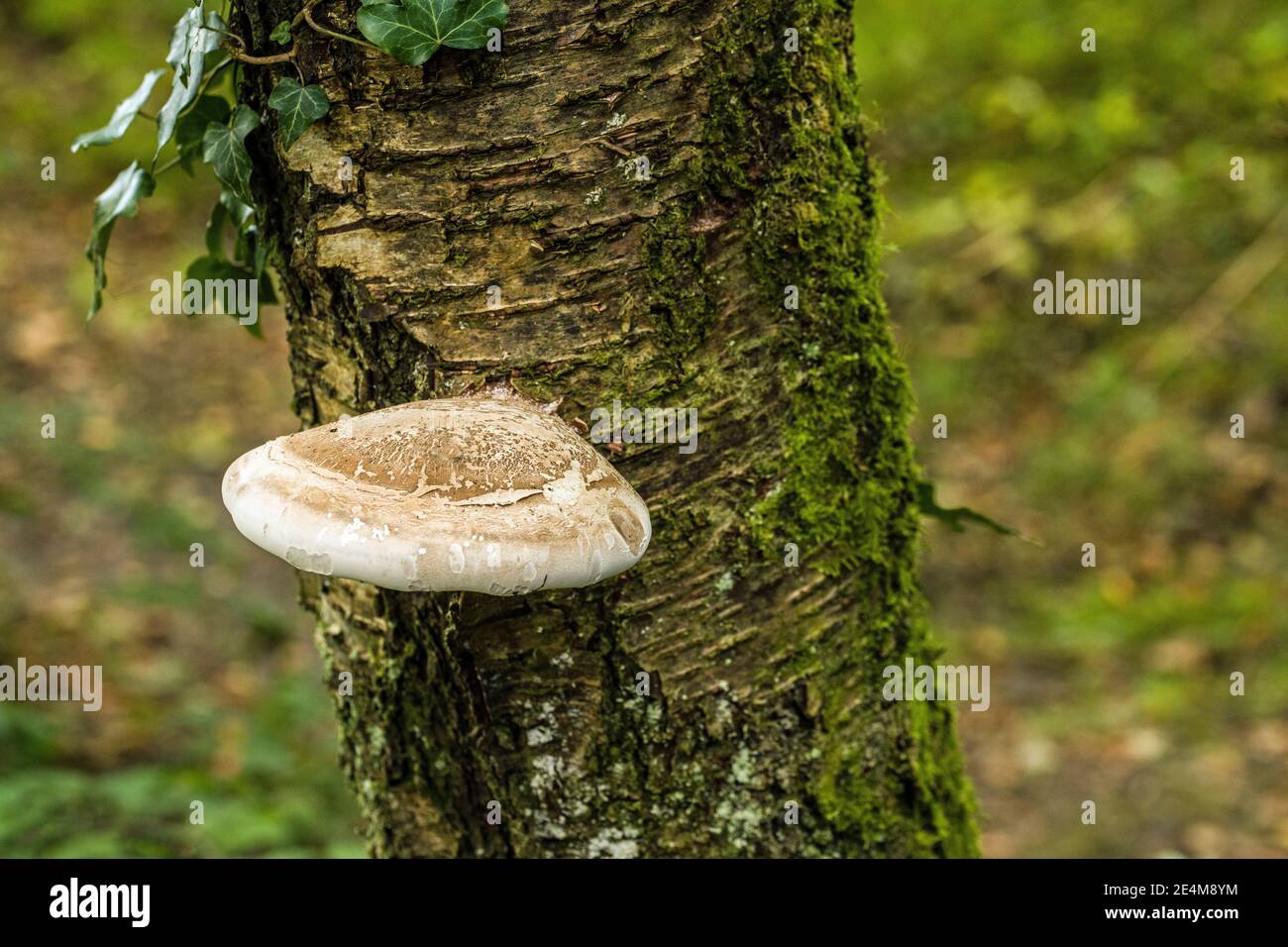 Betulla Polipore su alberi di betulla in legno Foto Stock