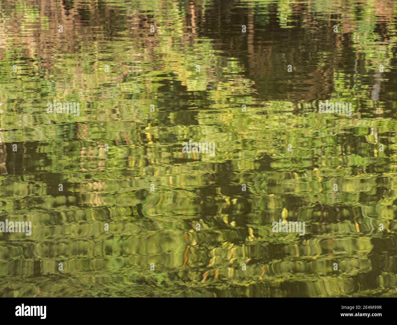 Sfondo. Riflesso del muro di una verde foresta pluviale in una laguna nella foresta amazzonica, l'inferno verde dell'Amazzonia. Selva sul confine di Fr Foto Stock