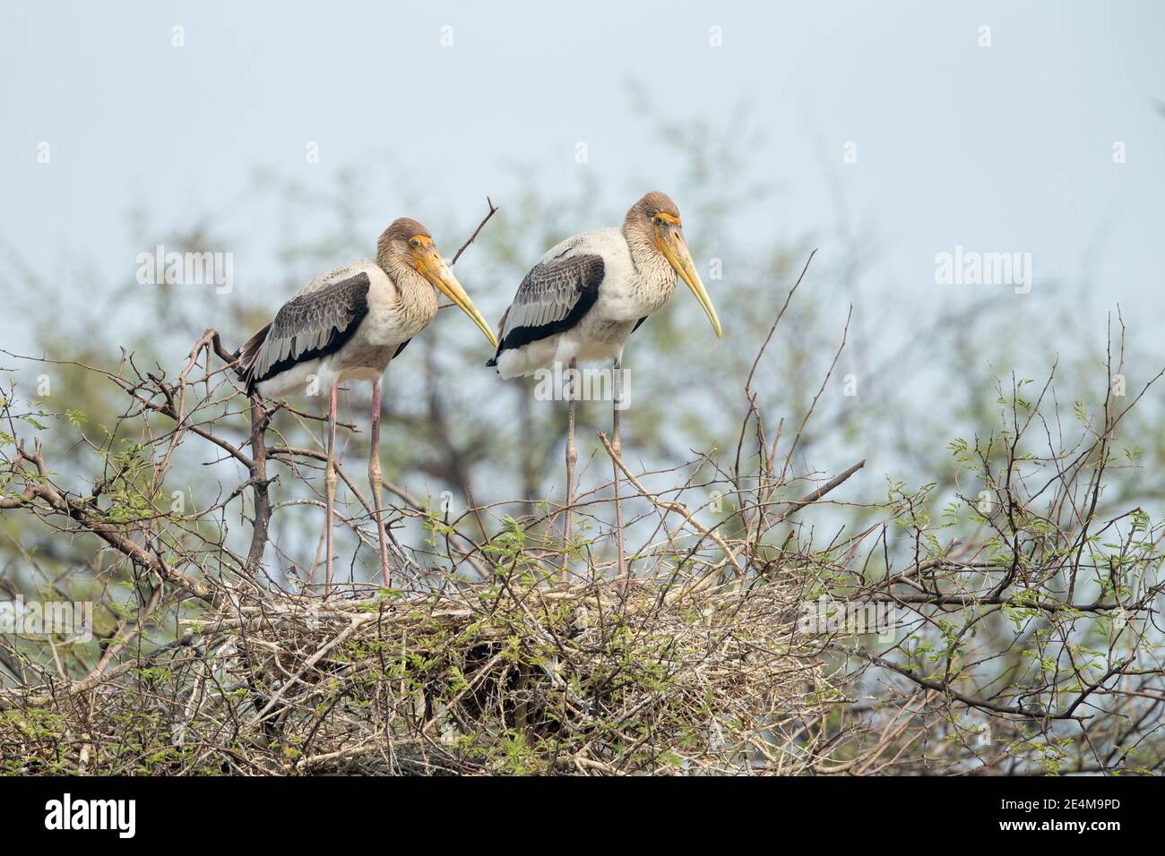 Painted Stork (Mycteria leucpcephala) giovani su nido Foto Stock