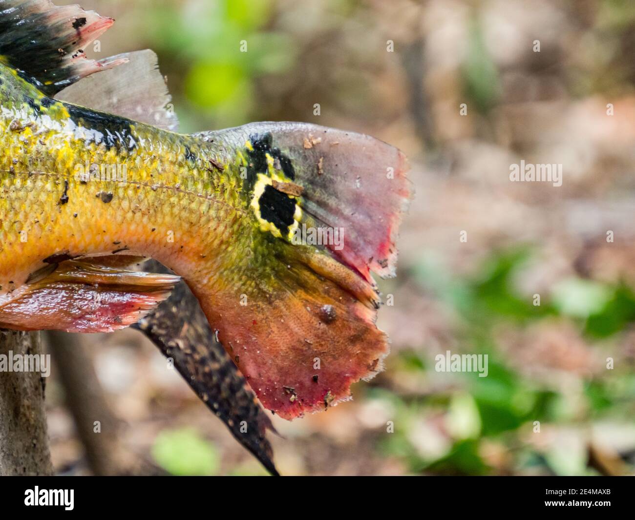 Coda di pesci sudamericani. Nome originale: Peacock Cichlid, Cichla ocellaris. Peacock Bass, famiglia Cichlidae, Amazzonia. Foto Stock