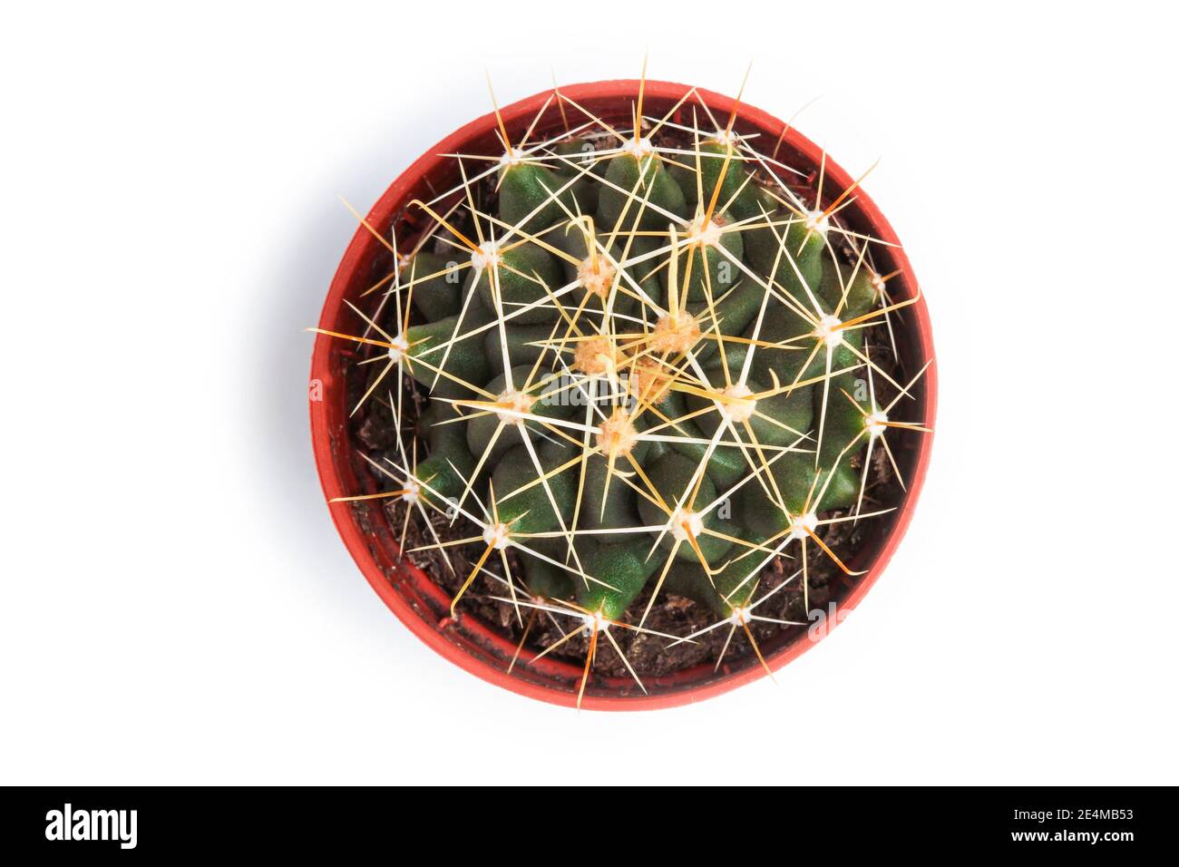 Cactus con ganci lunghi della spina in una pentola isolata su bianco. Vista dall'alto Foto Stock