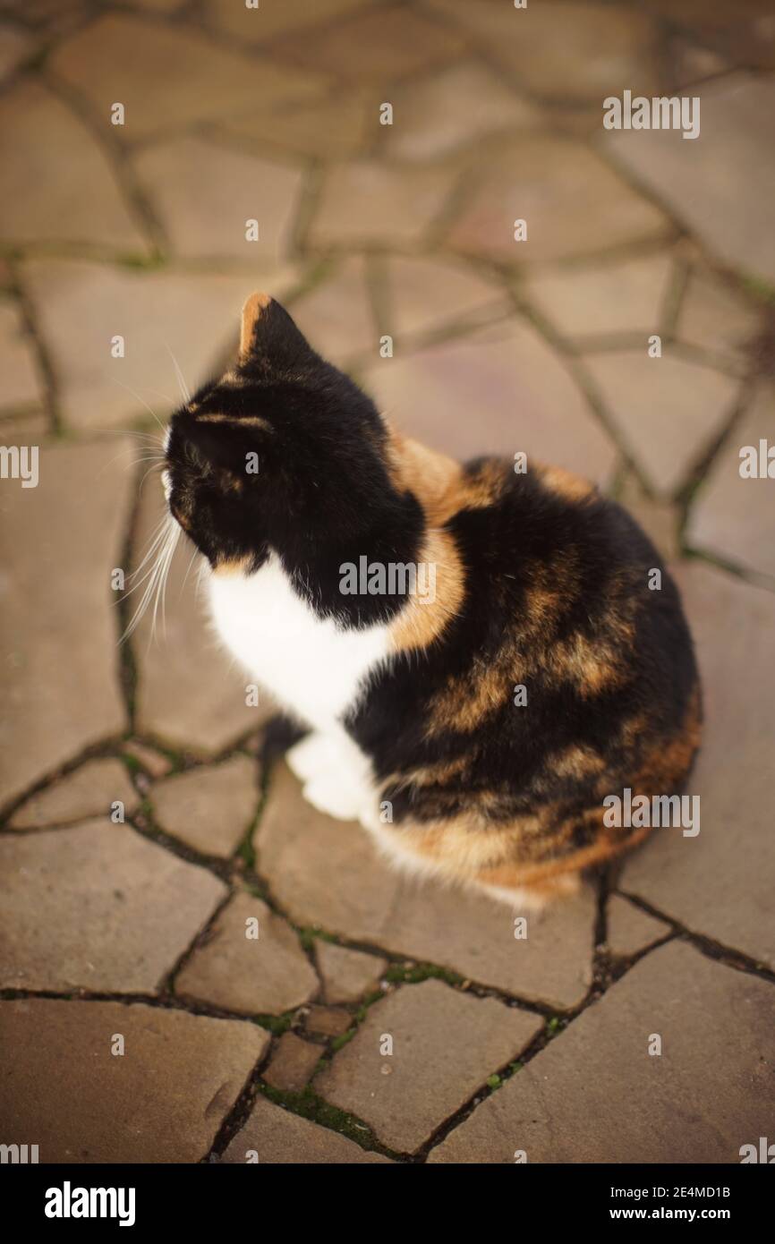 Soffice gatto tricolore seduto sulla strada in pietra mosaico. Vista laterale Foto Stock