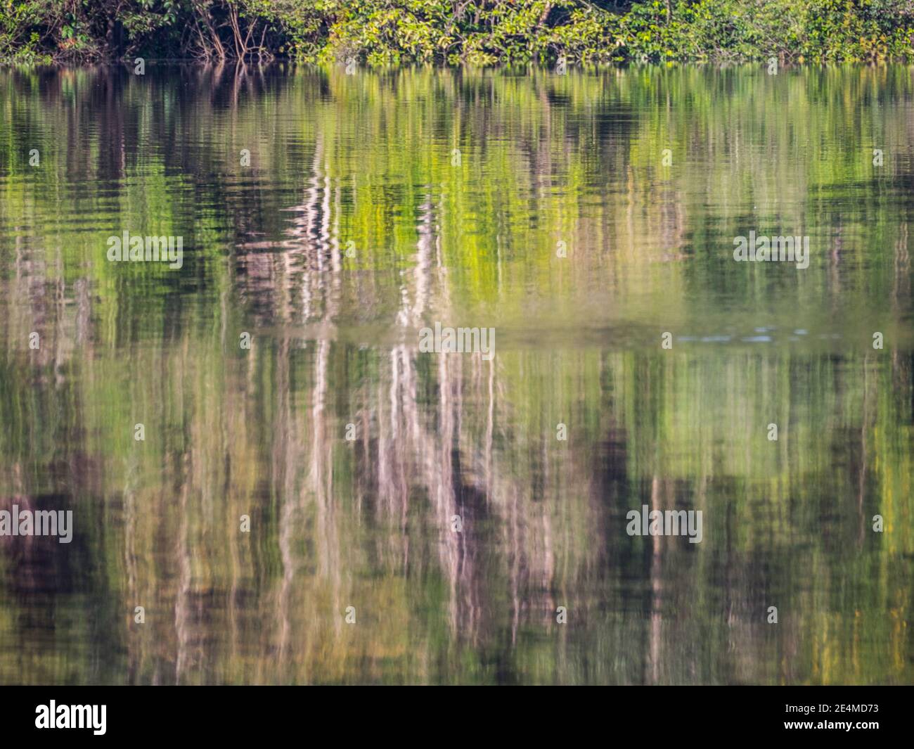 Sfondo. Riflesso del muro di una verde foresta pluviale in una laguna nella foresta amazzonica, l'inferno verde dell'Amazzonia. Selva sul confine di Fr Foto Stock
