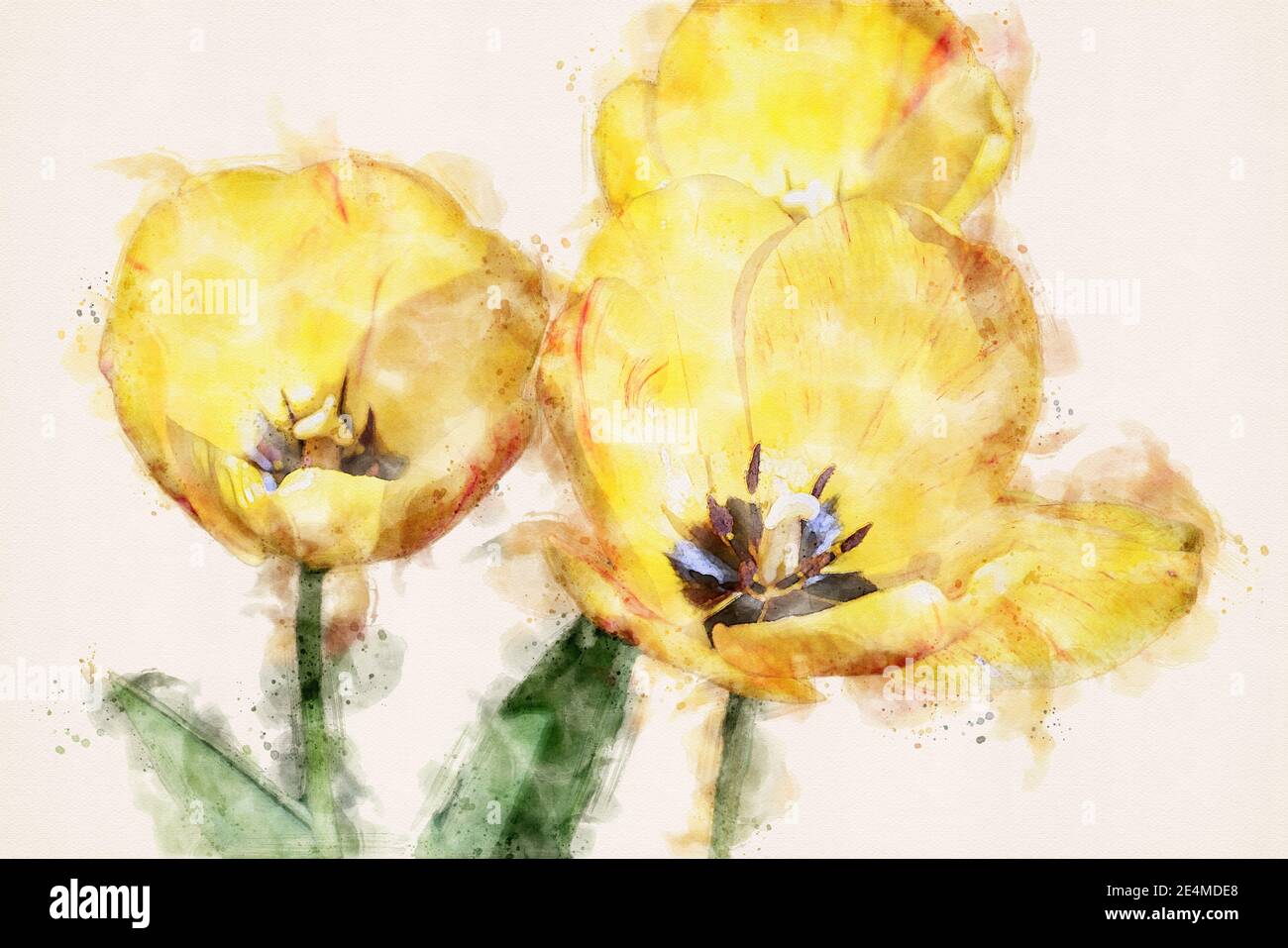 Tulipani gialli in primavera. Illustrazione acquerello. Foto Stock