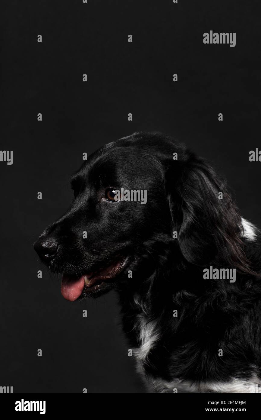 Ritratto di un simpatico cane atbyhoun nero che guarda a sinistra, girato su uno sfondo nero. Cane adulto con un cappotto lucido, scatto verticale in studio Foto Stock