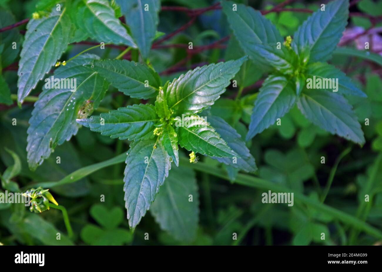 Piante selvatiche che assomiglia alla cannabis, Sardegna, Italia Foto Stock