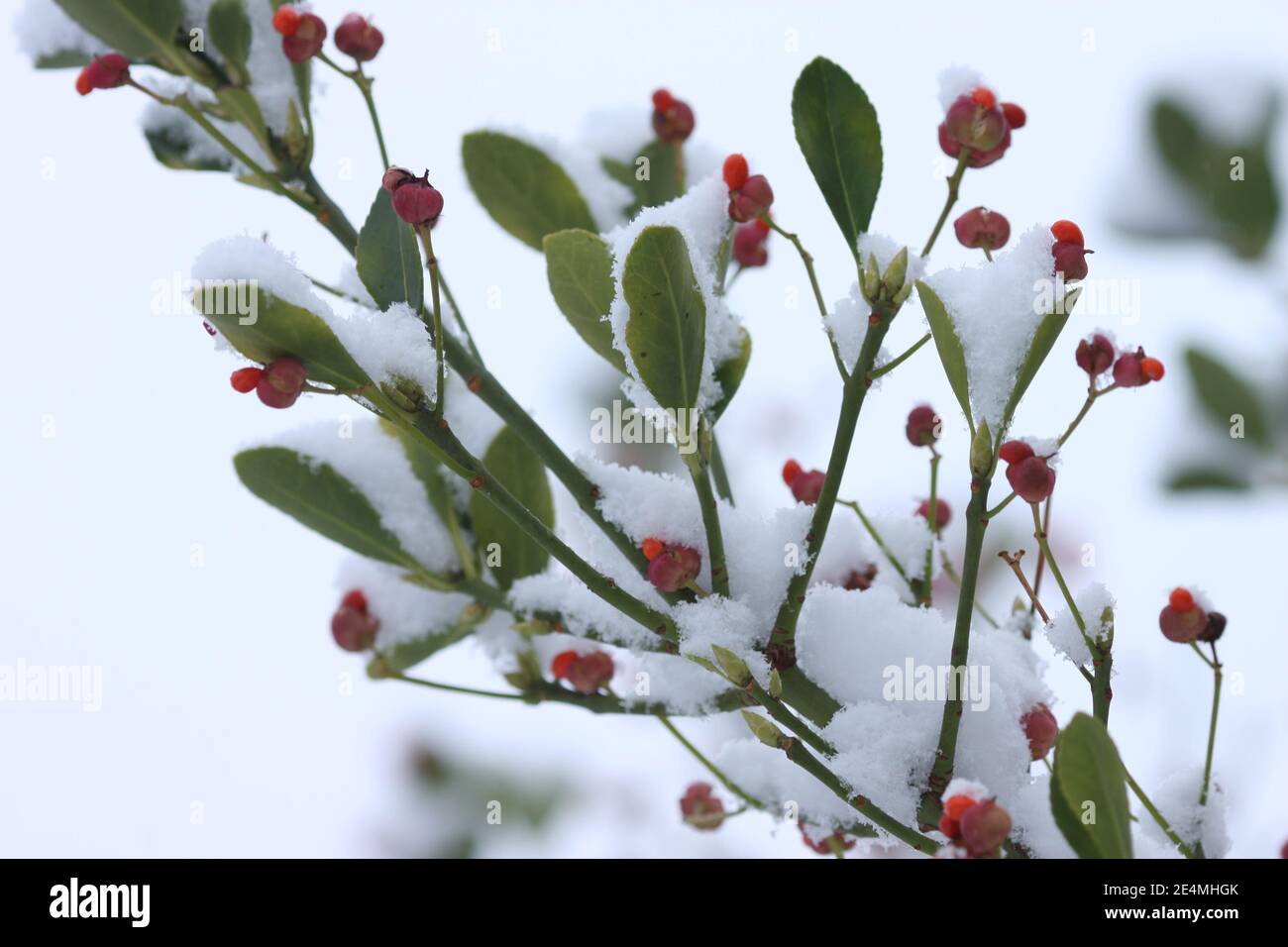 Neve su pianta con bacche rosse, Inghilterra, Regno Unito Foto Stock