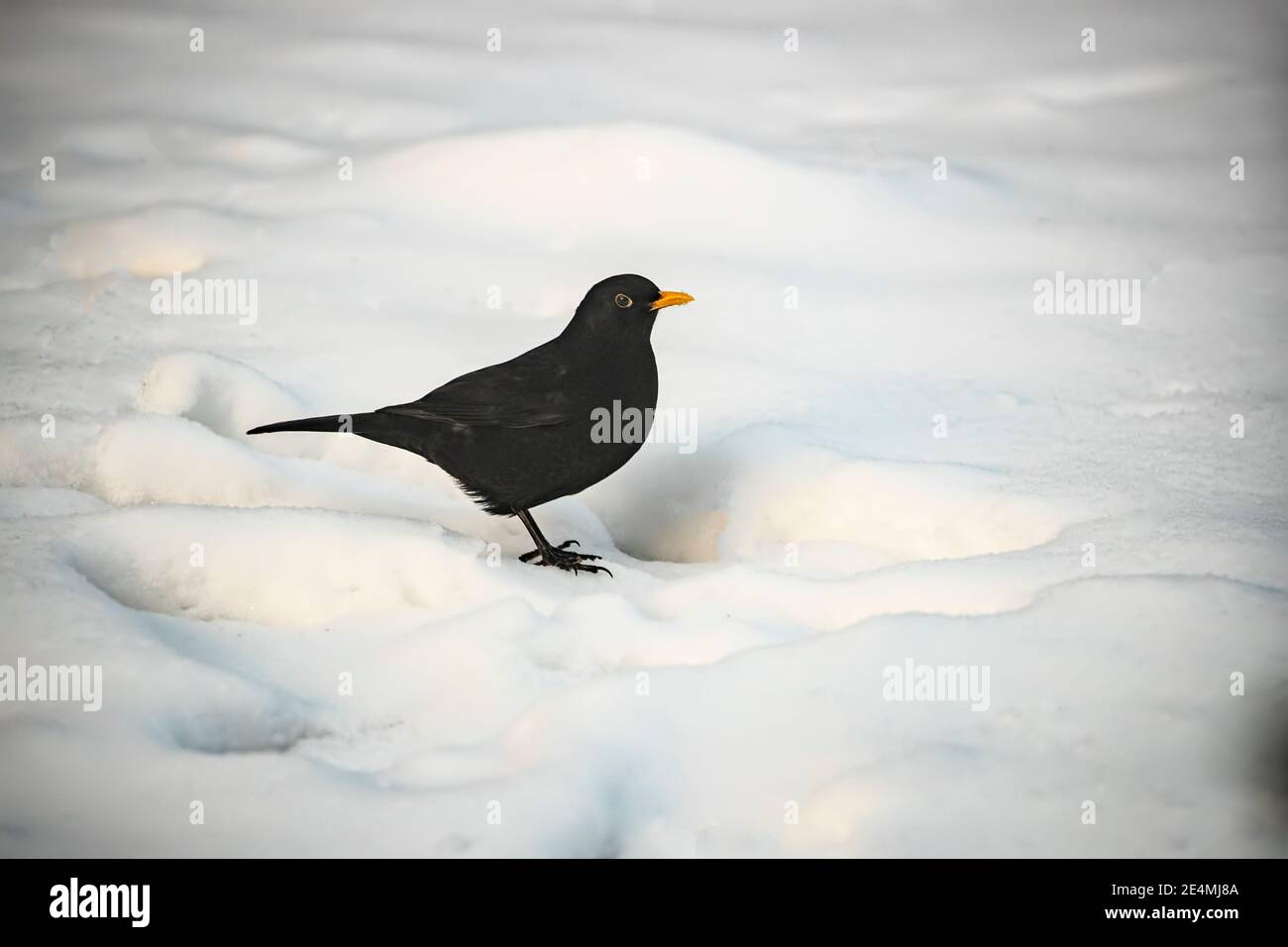 Adult Male Blackbird Turdus merula è cospicua con il suo nero piumaggio e bolletta gialla e anello degli occhi contro un tappeto di neve pesante in un giardino Foto Stock