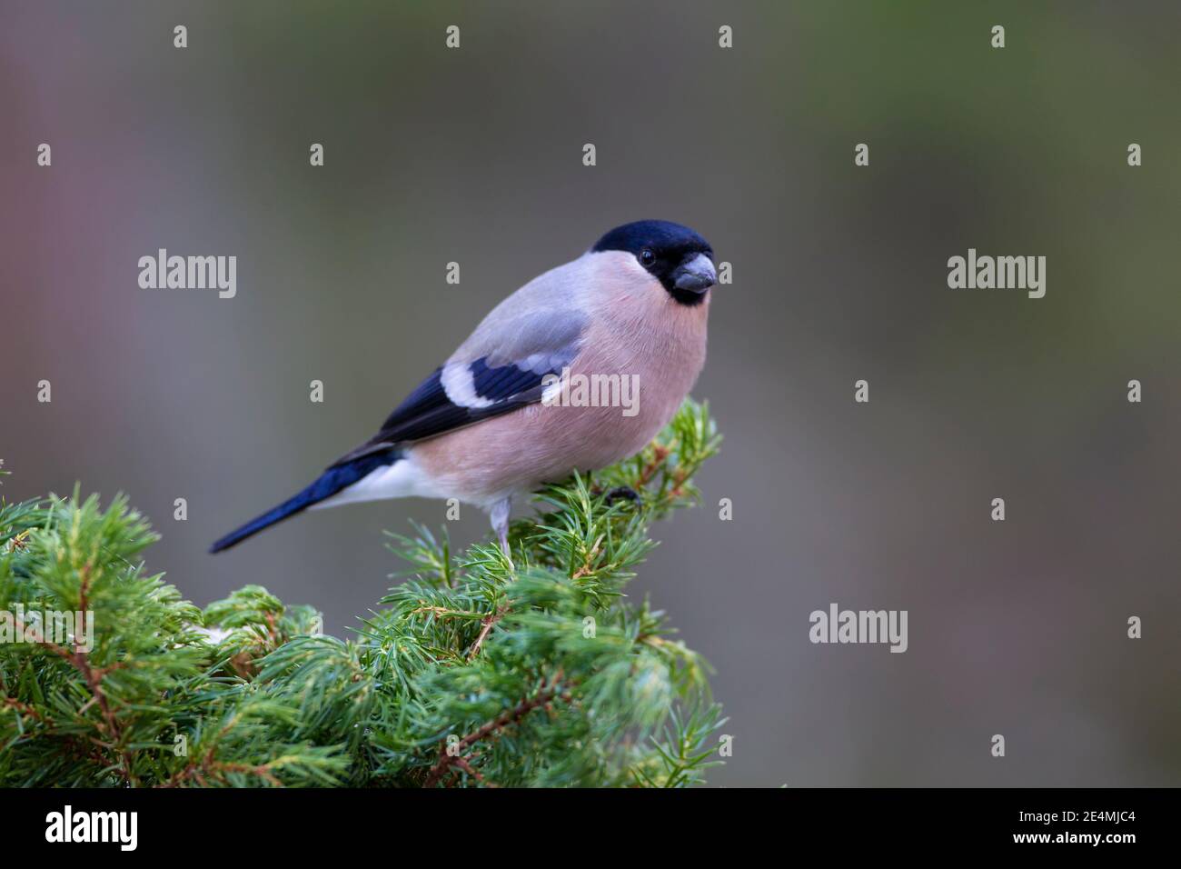 Una femmina adulta Eurasian Bullfinch Pyrhula pirrhula perching sul cima di aghi di pino su uno sfondo pulito in inverno In Norvegia Foto Stock