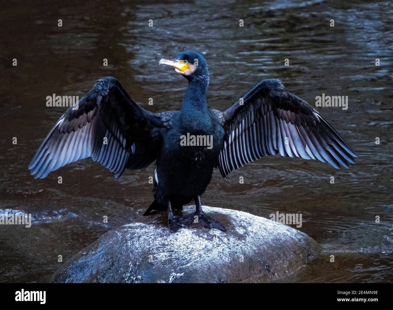 Cormorano (Phalacrocorax carbo) arroccato su una pietra nel fiume Almond che asciuga le ali, Almondell Country Park, West Lothian. Foto Stock