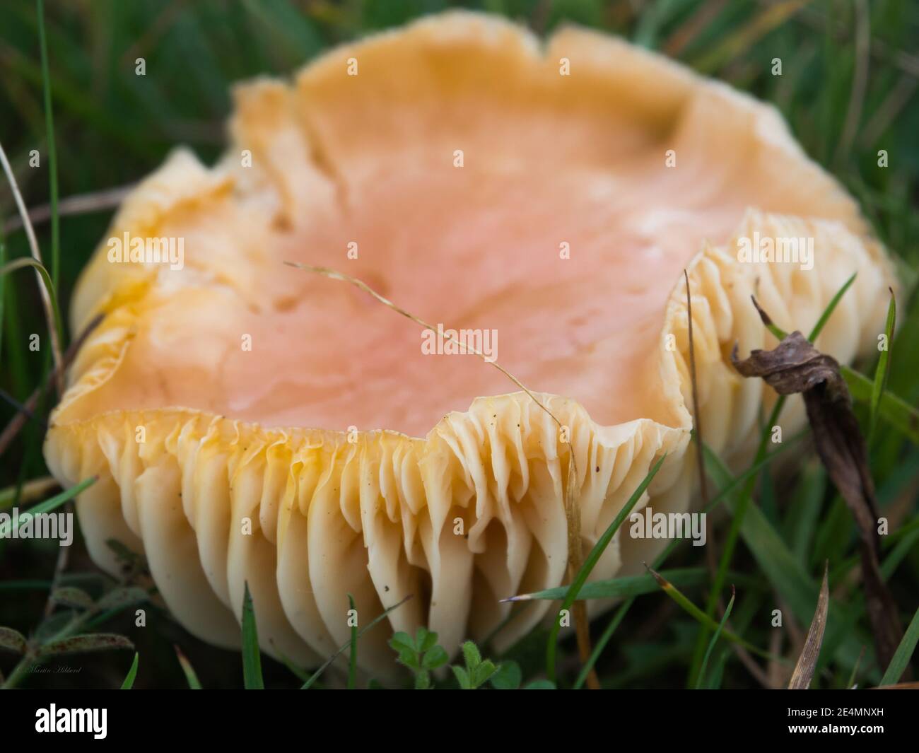 Funghi naturali selvatici con grandi branchie trovate sulla piana di Salisbury Wiltshire Foto Stock