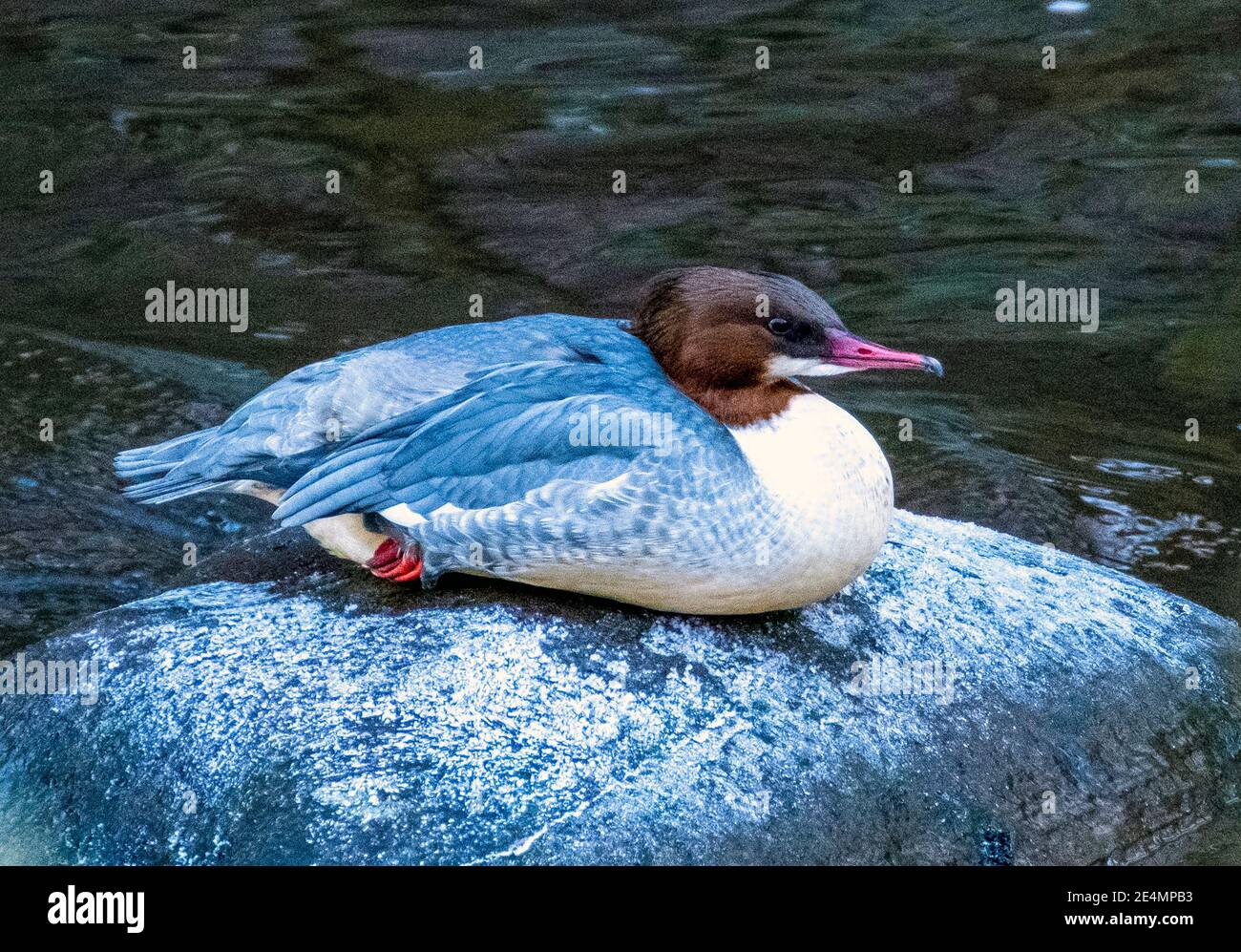 Femmina Goosander ( Mergus Merganser) su una roccia nel fiume Almond, West Lothian, Scozia. Foto Stock