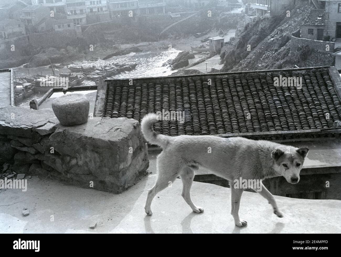 Un tipico cane nativo cinese su una piccola isola a Zhoushan, provincia di Zhejiang, Cina nel 1994. Foto Stock