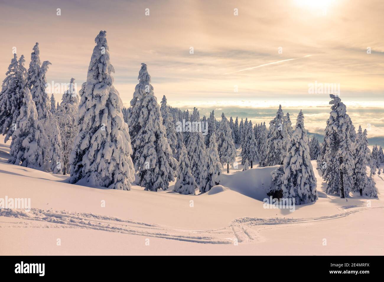 Paesaggio invernale con pini innevati in montagna. Cielo blu chiaro con luce solare. Foto Stock
