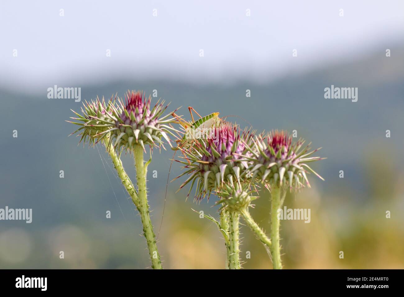 Grasshopper seduto su bella pianta di fiori di cardo di latte viola, Silybum marianum, sfondo verde naturale con spazio di copia, fuoco selettivo morbido. Foto Stock