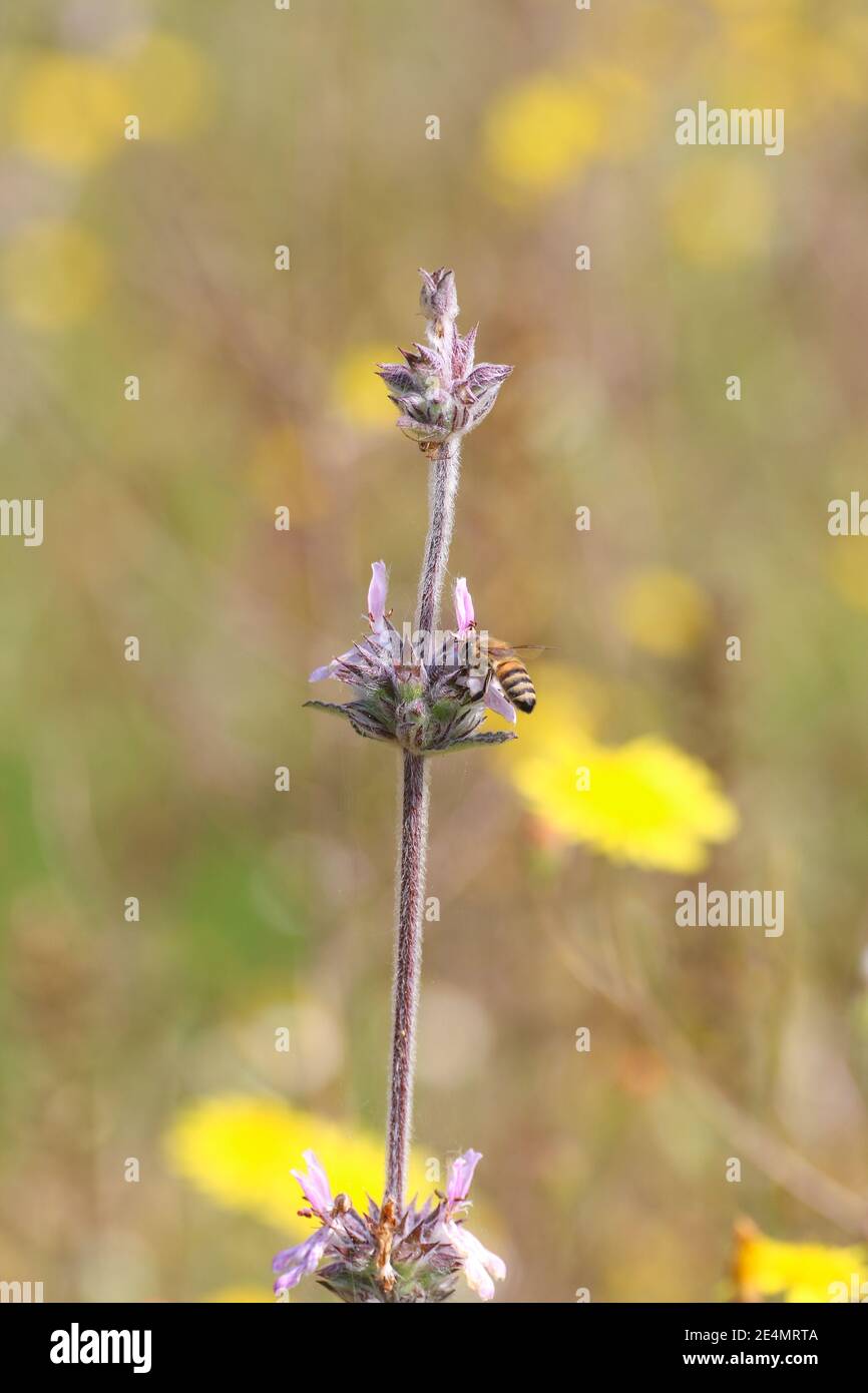 L'ape raccoglie nettare di polline su fiore bello, verde naturale e sfondo giallo primavera con copia spazio, morbido fuoco selettivo. Foto Stock