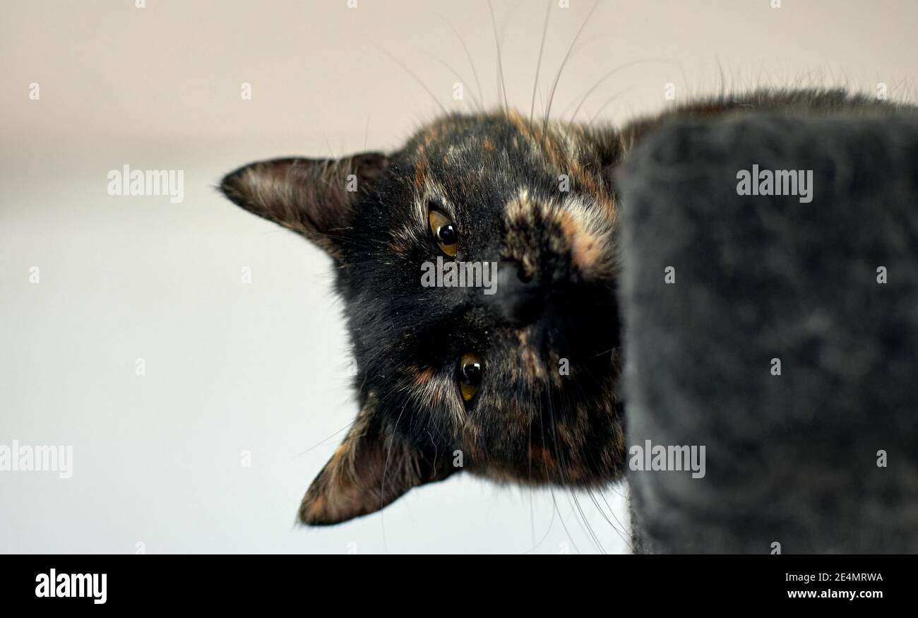 Un musetto soffice di un divertente gatto Tortoiseshell Foto Stock