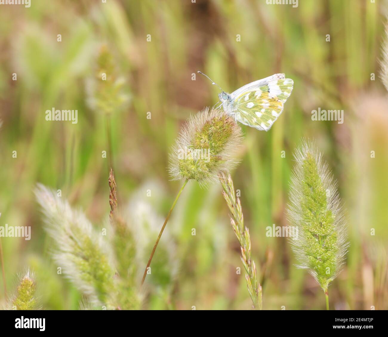 Fuoco selettivo di closeup bella farfalla, bagno bianco, Pontia Daplice, seduta sul fiore in un giardino estivo su sfondo verde. Foto Stock