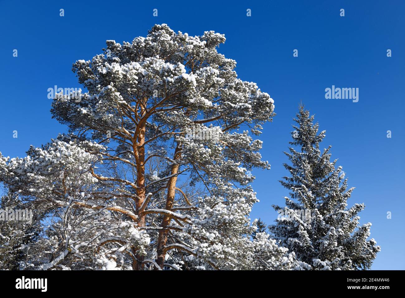 Pino scozzese innevato con corteccia rossa e abete rosso su un cielo blu Foto Stock