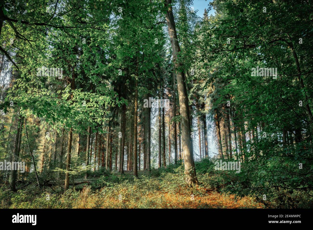 Una foresta soleggiata in una mattinata di dicembre in un soleggiato atmosfera Foto Stock