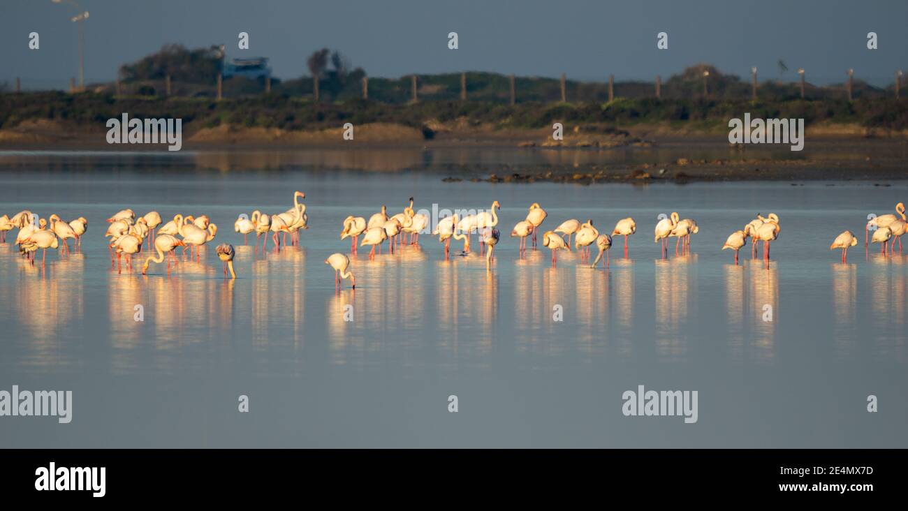 vista di una colonia di fenicotteri nelle acque del Baia di Cadice Parco Naturale nel sud della Spagna Foto Stock