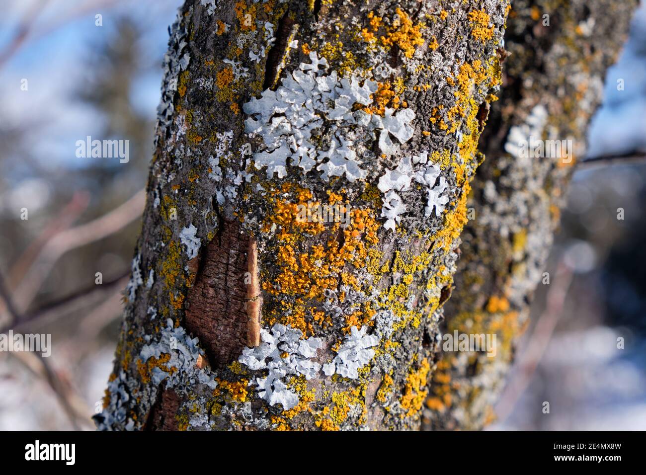 Corteccia di albero, con fungo giallo e lichene bianco che crescono su di esso, nella giornata di sole di inverno Foto Stock