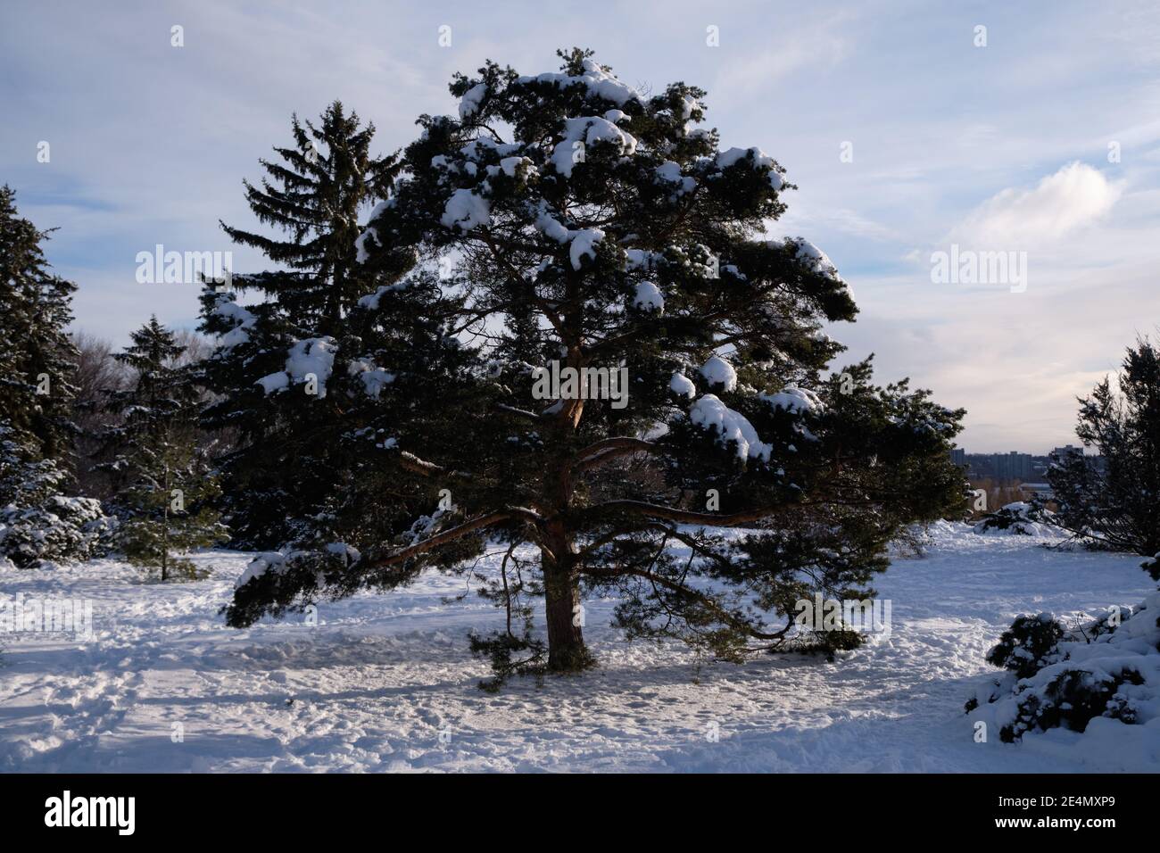 Un pino scozzese piramidale, pinus sylvestris Fastigiata, coperto di neve in una soleggiata giornata invernale Foto Stock