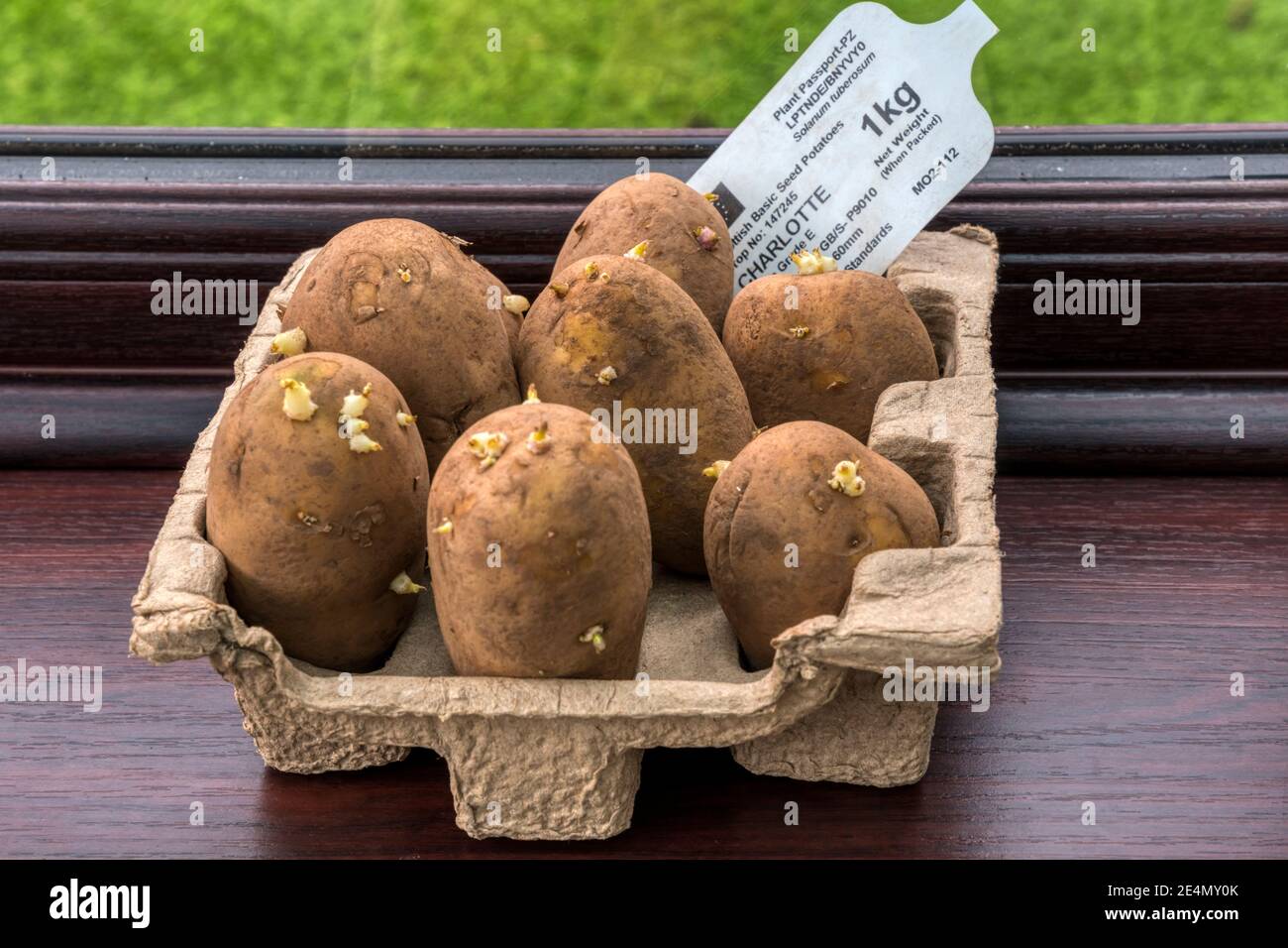 La vaiolatura delle patate da semina su un davanzale incoraggia i germogli forti prima di piantare. Queste sono le patate primaticce di Charlotte. Foto Stock
