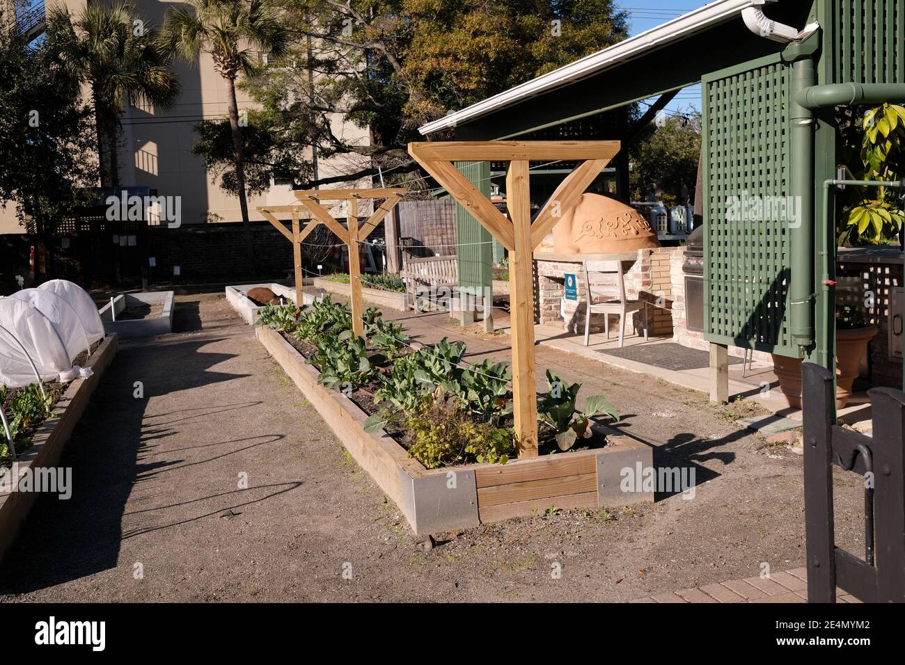 Giardini urbani, Parco, forno sterrato, Eventi, personaggi storici famosi, famiglie, Kale, Cabbage, suolo, Gazebo, copertura a basse temperature, e Puns vegetariani Foto Stock