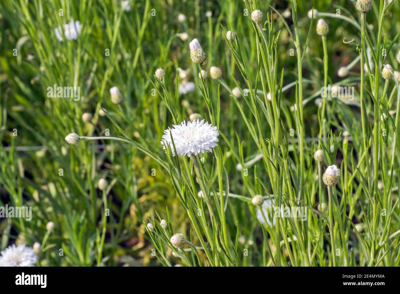 immagine di fiori di pomfi bianchi e rosa a ovest rurale bengala Foto Stock