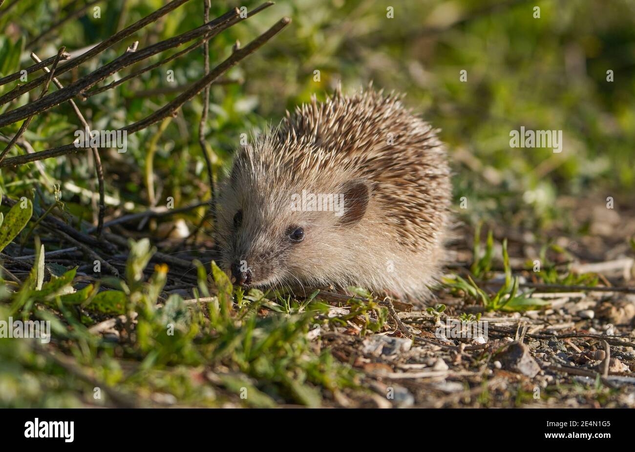 Un giovane riccio europeo a fianco di un sentiero. Spagna. Foto Stock