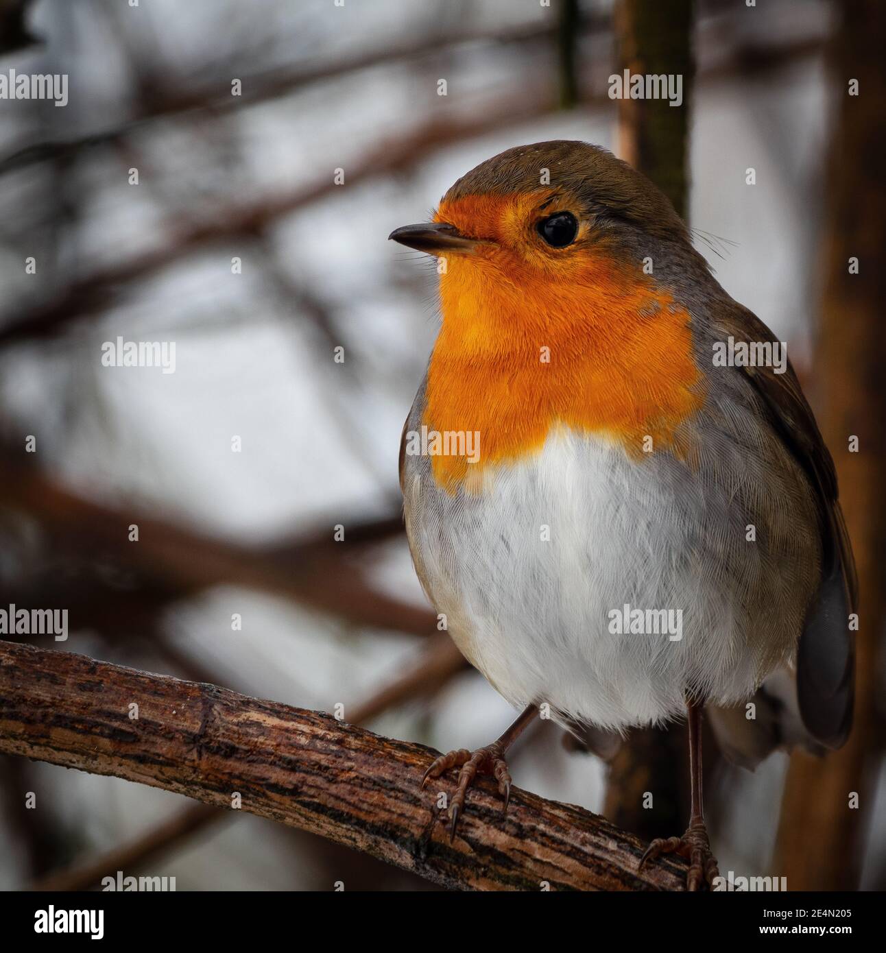 Primo piano Robin (Erithacus rosella) in inverno Foto Stock